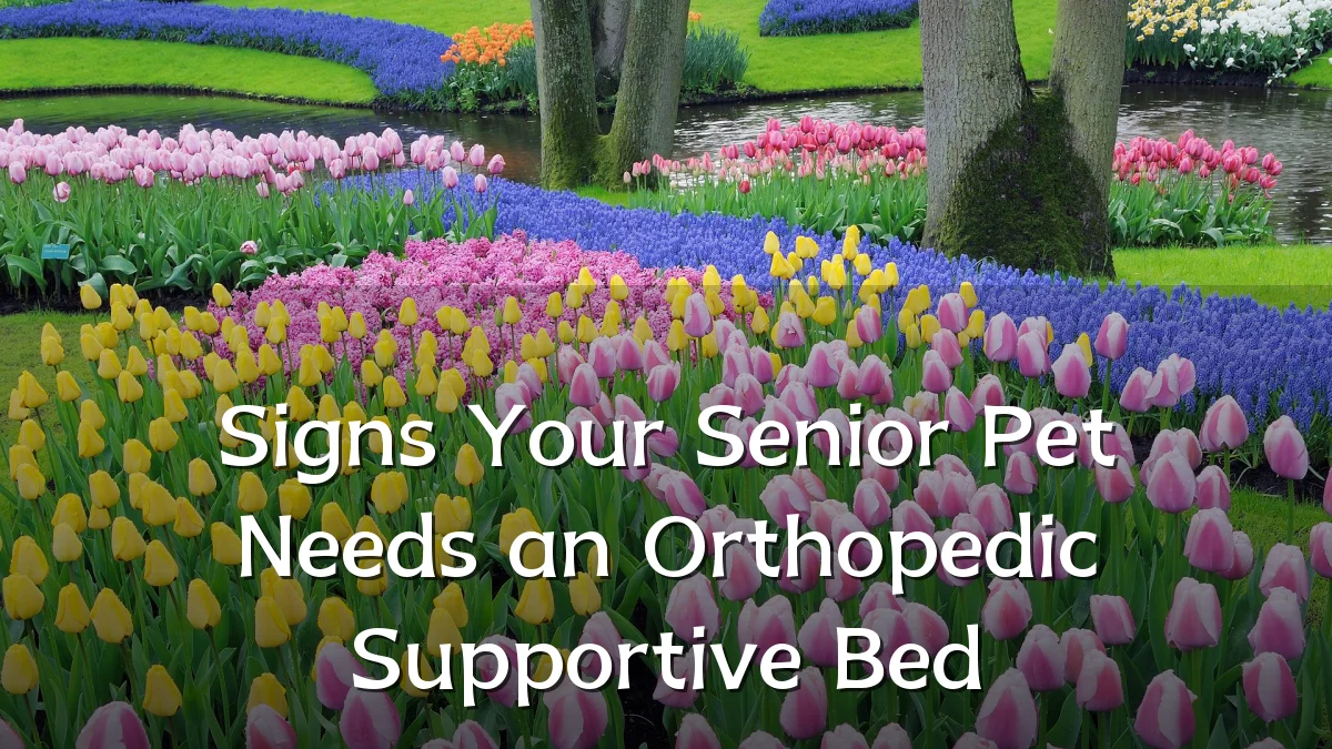 Signs Your Senior Pet Needs an Orthopedic Supportive Bed