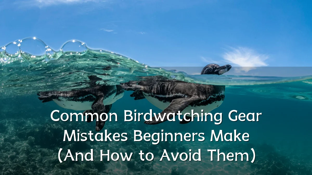 Common Birdwatching Gear Mistakes Beginners Make (And How to Avoid Them)