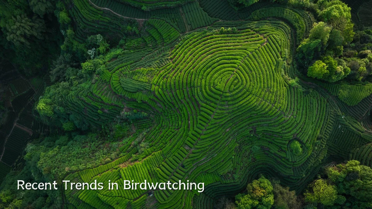 Recent Trends in Birdwatching