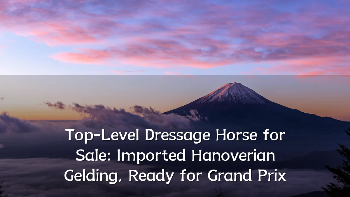 Top-Level Dressage Horse for Sale: Imported Hanoverian Gelding, Ready for Grand Prix