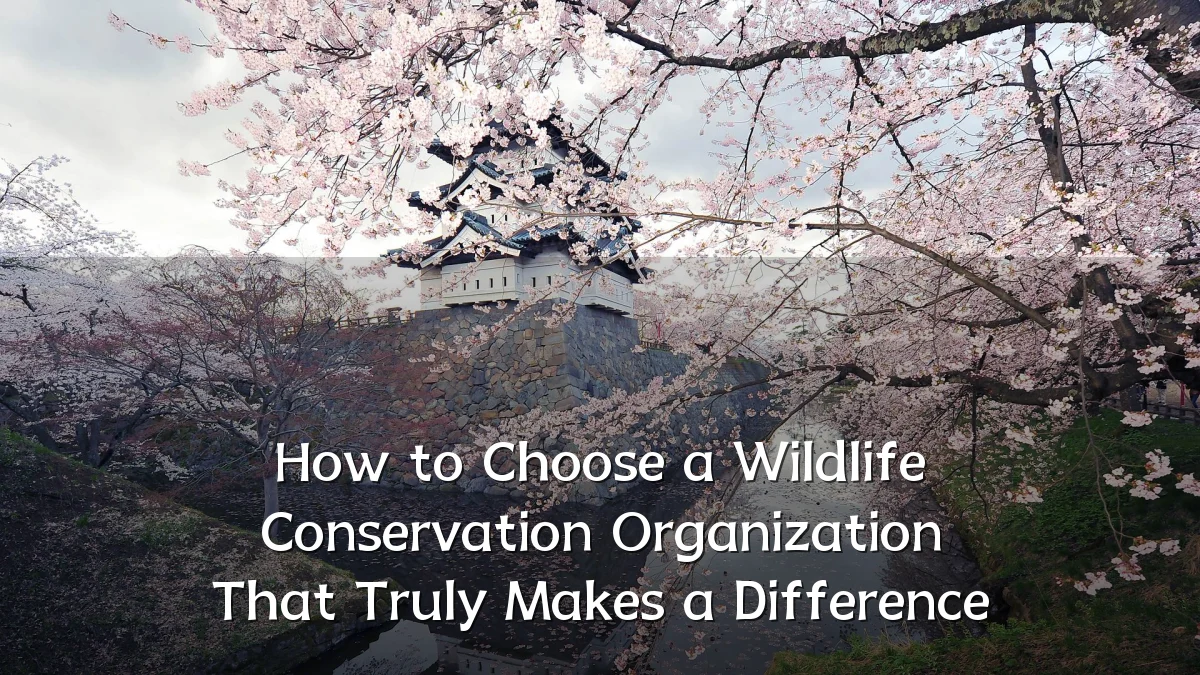 How to Choose a Wildlife Conservation Organization That Truly Makes a Difference