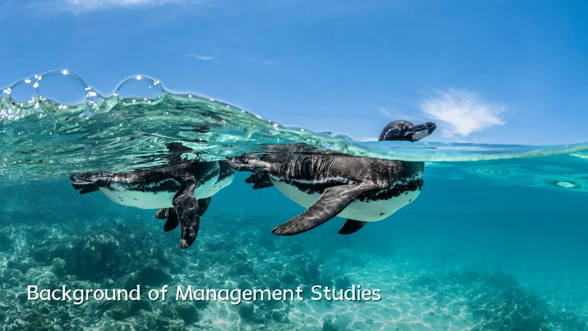 Background of Management Studies