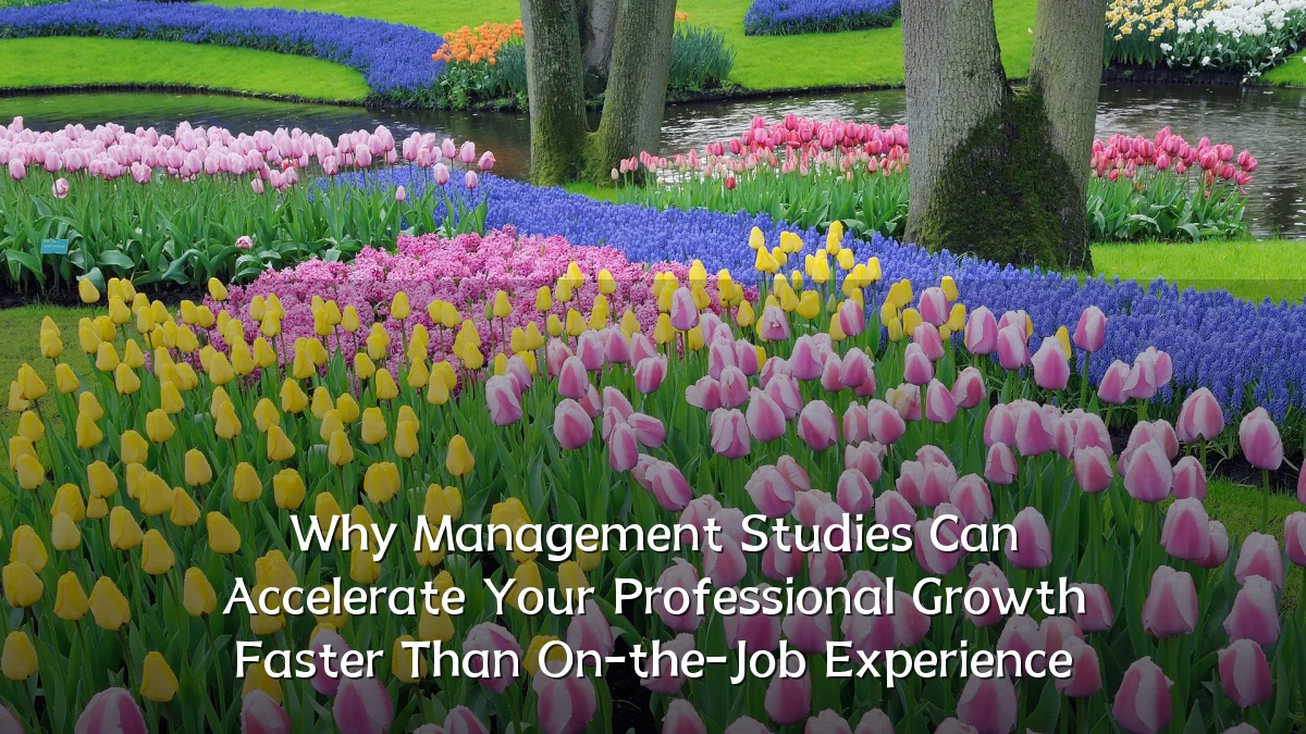 Why Management Studies Can Accelerate Your Professional Growth Faster Than On-the-Job Experience