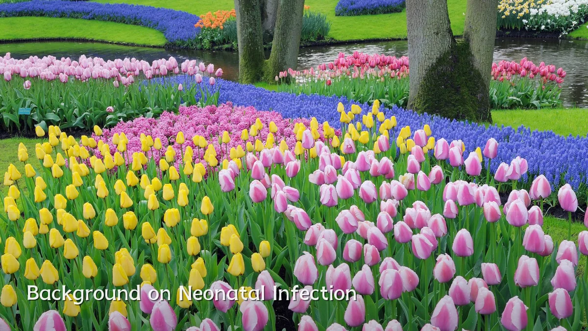 Background on Neonatal Infection